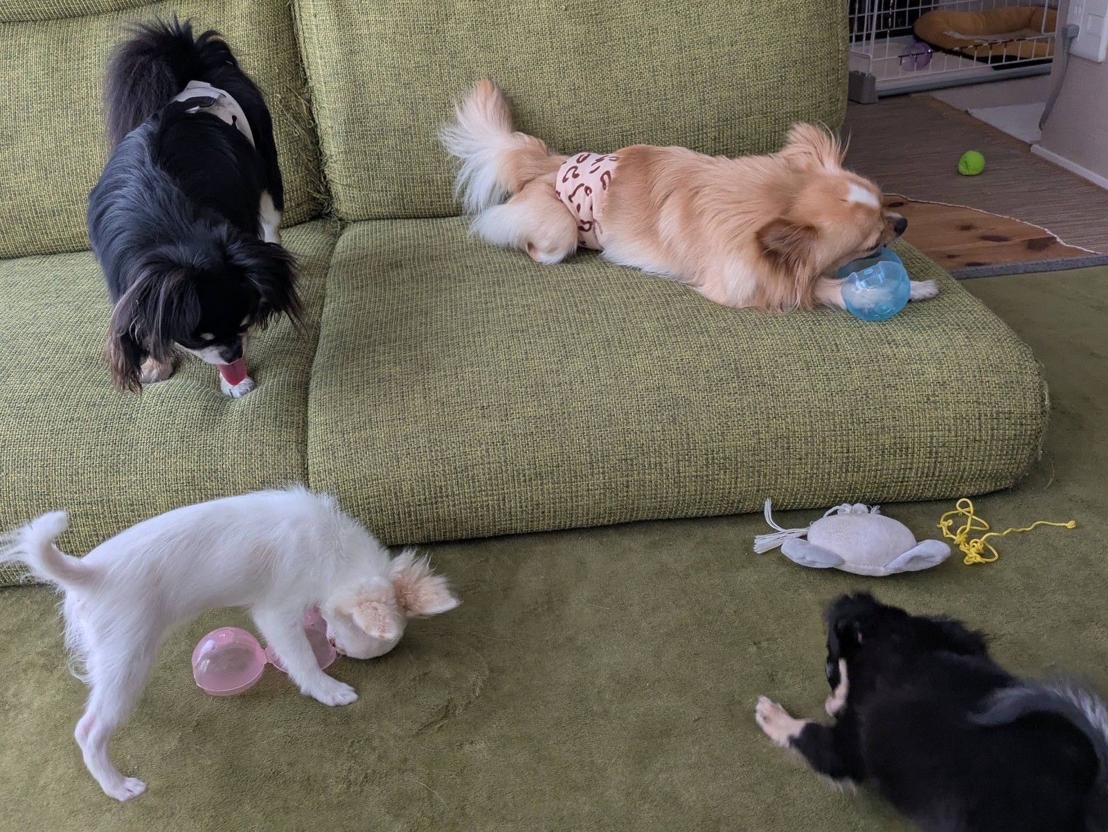 飼っていたペットが亡くなって、もう飼わないと決めたけどヤッパリ飼っている？