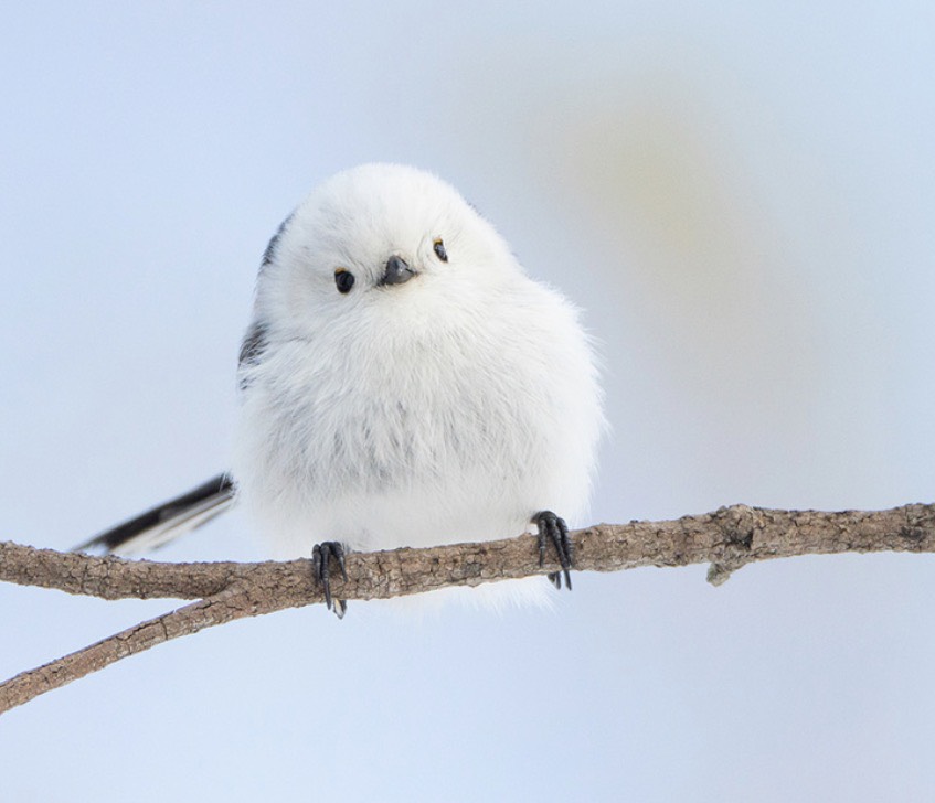 シマエナガは知ってる？