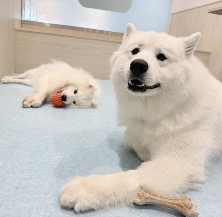 サモエドカフェ行ったことある？